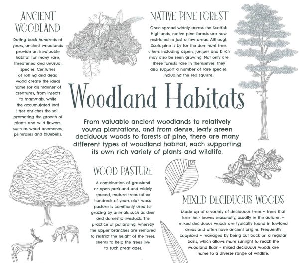 What s In The Woods: Your Nature Colouring Book Sale